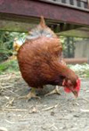 Chicken pecking