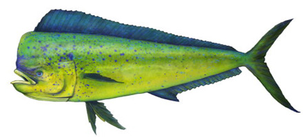 Dorado fish