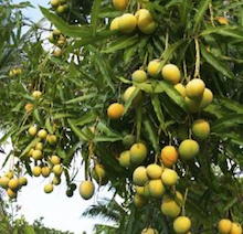 Hybrid mango